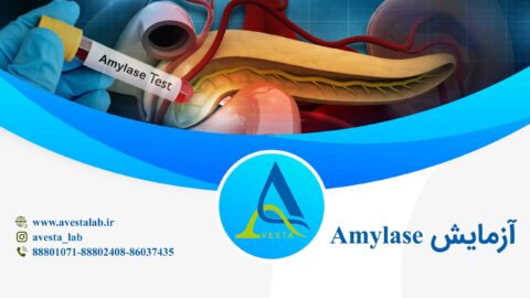 آزمایش آمیلاز Amylase