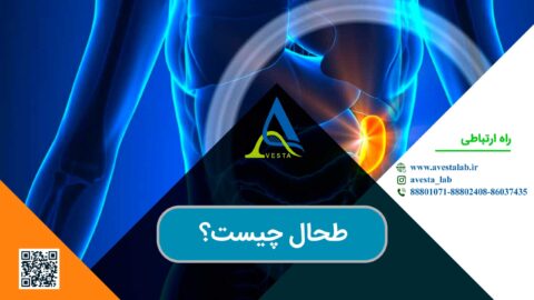 طحال چیست؟