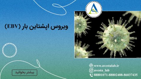 ویروس اپشتاین بار (EBV)
