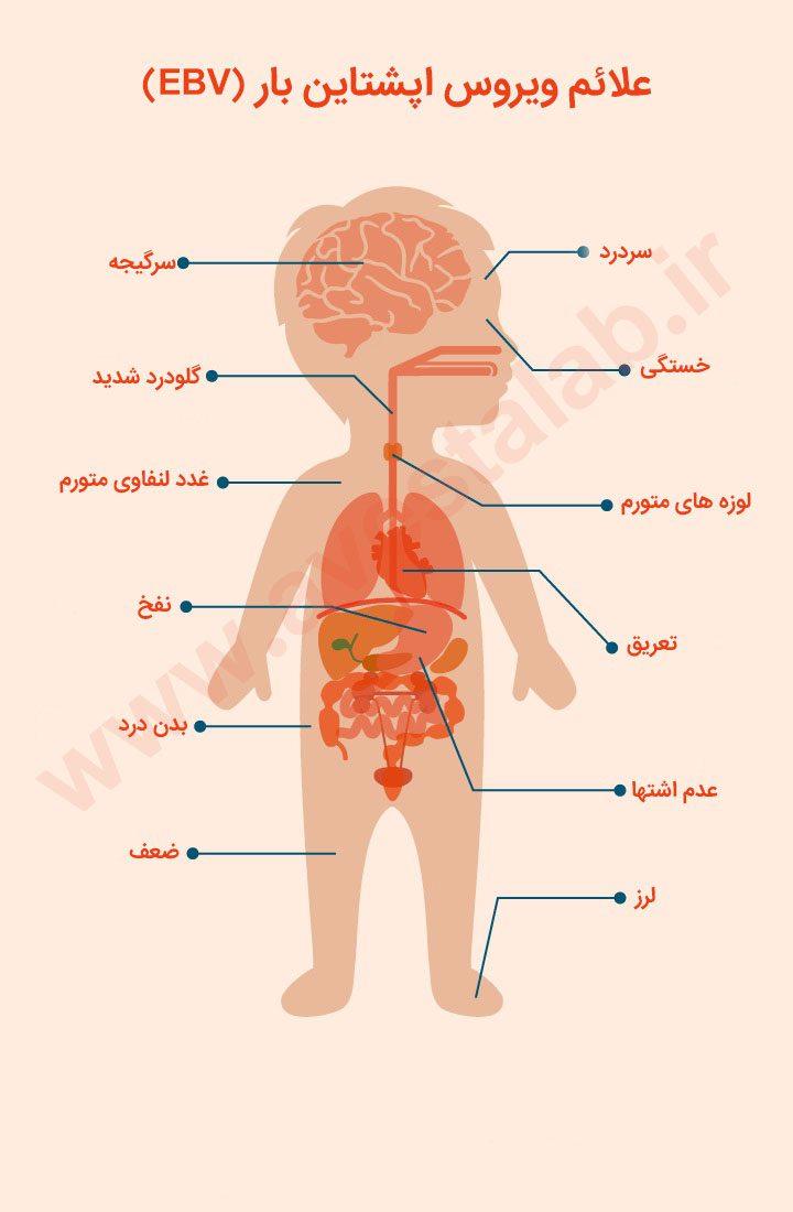 ویروس اپشتاین بار (EBV)