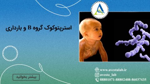 استرپتوکوک گروه B و بارداری
