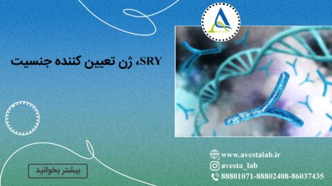 SRY، ژن تعیین کننده جنسیت