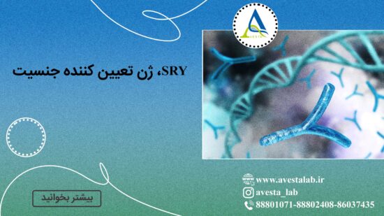 SRY، ژن تعیین کننده جنسیت