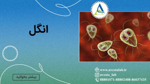 انگل چیست؟