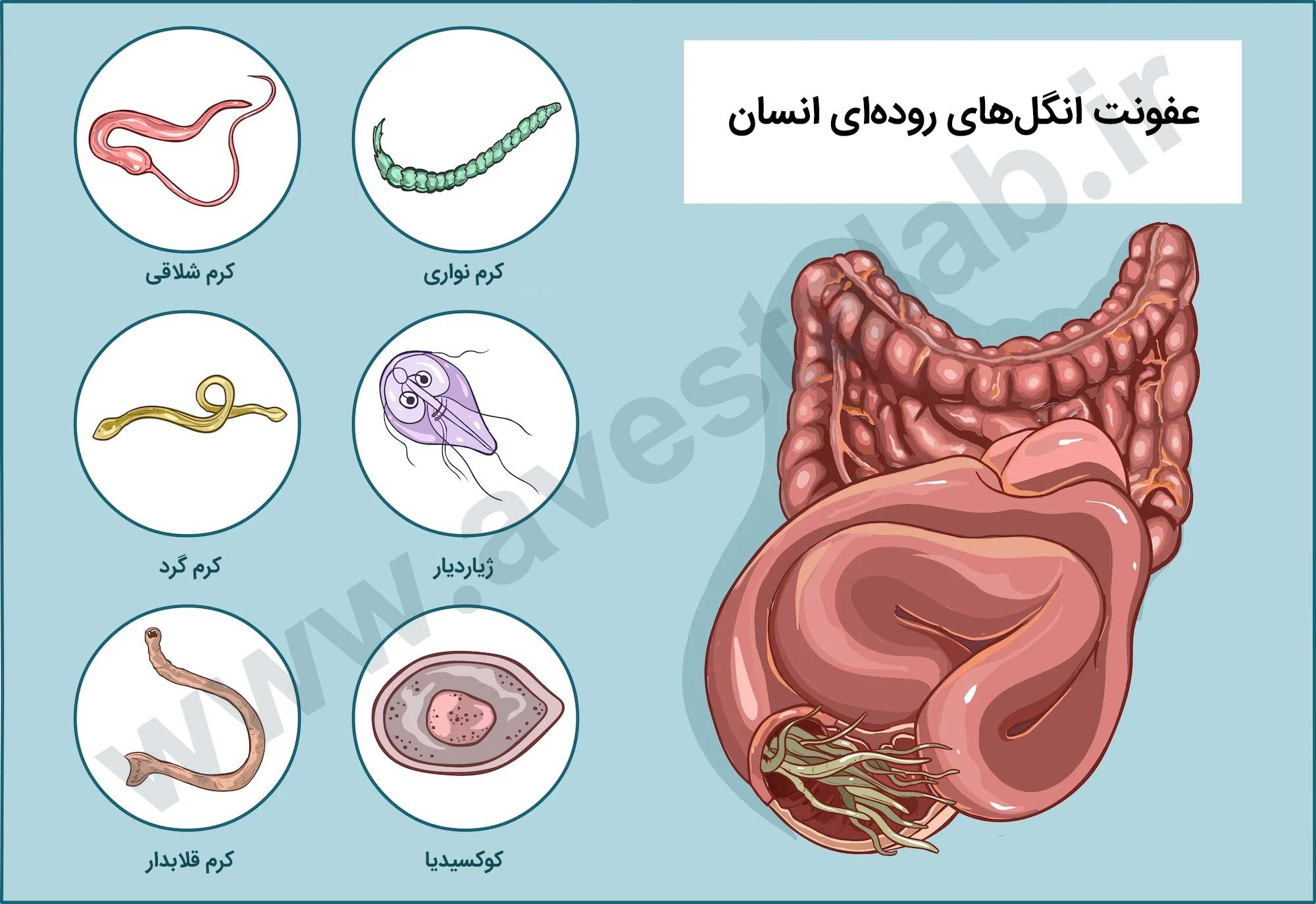 انگل چیست؟