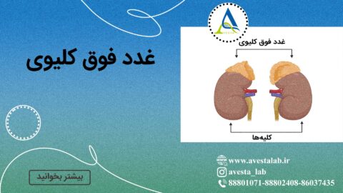 غدد فوق کلیوی