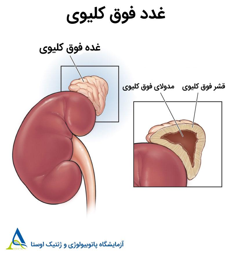 غدد فوق کلیوی