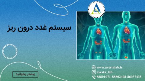 سیستم غدد درون ریز