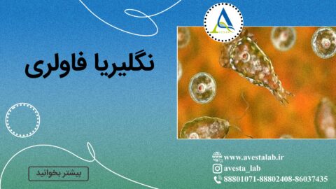نگلیریا فاولری