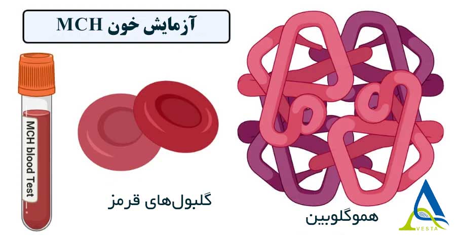 MCH در آزمایش خون