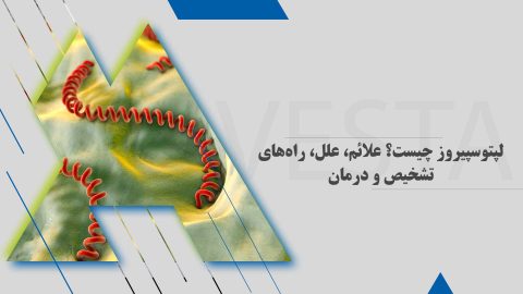 لپتوسپیروز چیست؟ علائم، علل، راه‌های تشخیص و درمان