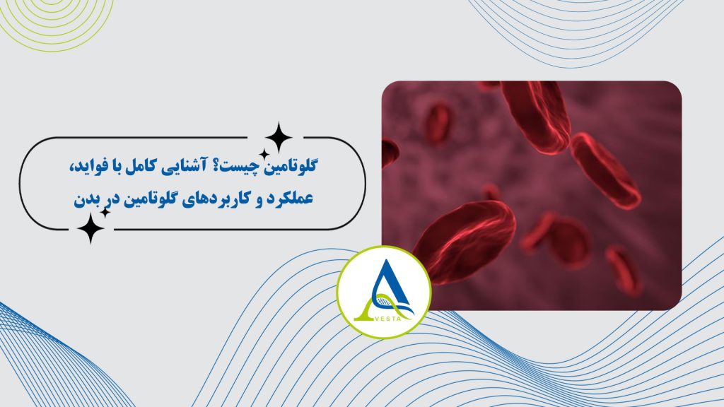 گلوتامین چیست؟ آشنایی کامل با فواید، عملکرد و کاربردهای گلوتامین در بدن